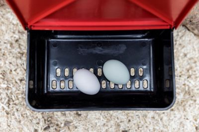 Image showing 5 th My Favorite Chicken Rollout Wall-Mounted Nest Box, Red
