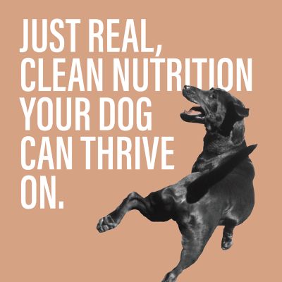 Image showing  Adult High Protein Beef&Chicken, Beef&Vegetables, Chicken&Salmon, Chicken&Rice Pate Wet Dog Food, 14 oz., Pack of 4