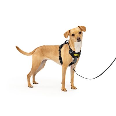 PetSafe Easy Walk Comfort Fit No-Pull Dog Harness