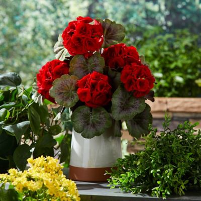 Image showing  Geranium Floral Bush 2 Set