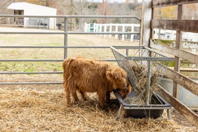 Image showing  Foreman Pro All-in-One Feed Station