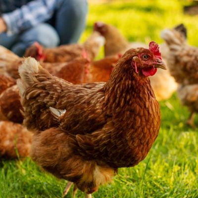 Image showing 6 th ImPECKables Grub and Grain Power Mix Chicken Treats, 5 lb.