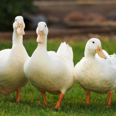 Image showing 6 th ImPECKables Duck Delight Duck Treats, 5 lb.