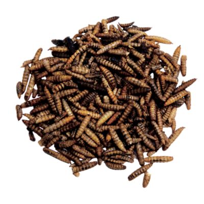 Image showing  Buggy Nights, 2 lb.