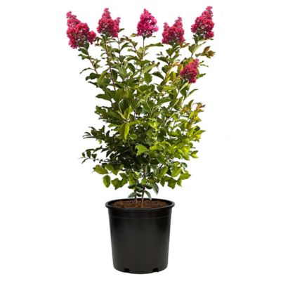 7 gal. Tuscarora Crape Myrtle Tree