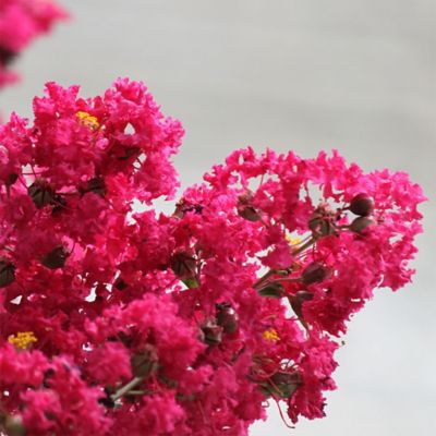 Image showing 2.25 gal. Tuscarora Crape Myrtle Tree