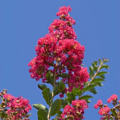 Image showing 2.25 gal. Tuscarora Crape Myrtle Tree