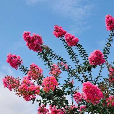 Image showing 2.25 gal. Tuscarora Crape Myrtle Tree