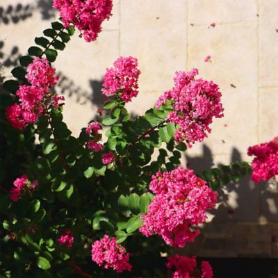 Image showing 2.25 gal. Tuscarora Crape Myrtle Tree