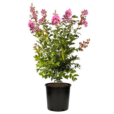 7 gal. Sioux Crape Myrtle Tree
