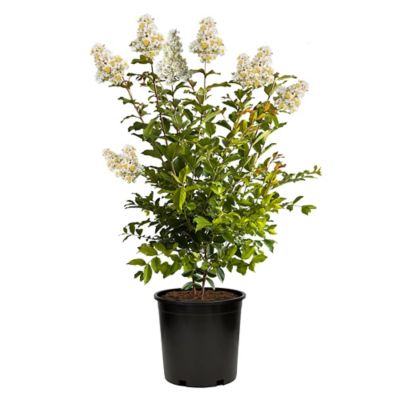 2.25 gal. Natchez Crape Myrtle Tree