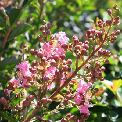 Image showing 2.25 gal. Sioux Crape Myrtle Tree