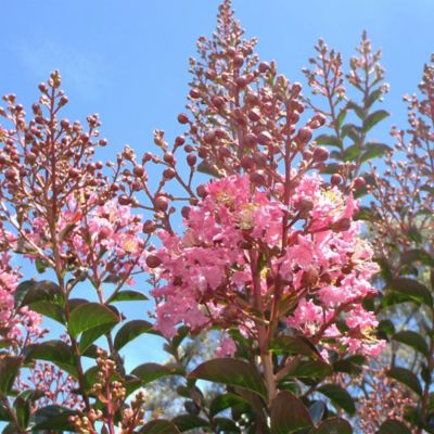 Image showing 2.25 gal. Sioux Crape Myrtle Tree