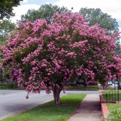 Image showing 2.25 gal. Sioux Crape Myrtle Tree