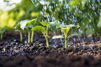 Image showing  5 lb. Biochar Tomato and Vegetable Blend