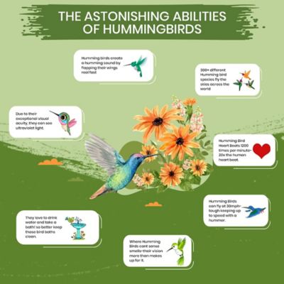 Image showing  Hummingbird Nectar 2 lb.