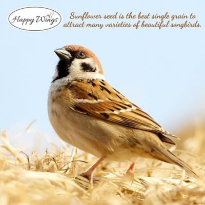 Image showing 5 th Happy Wings Black Oil Sunflower Seed