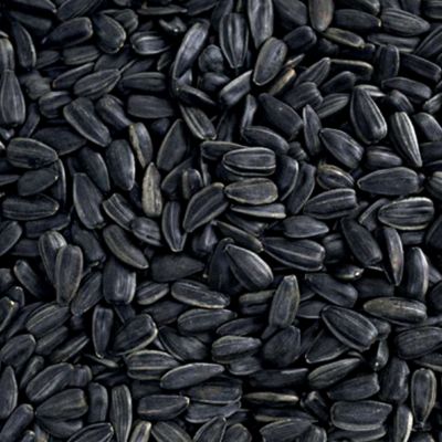 Image showing  Black Oil Sunflower Seed