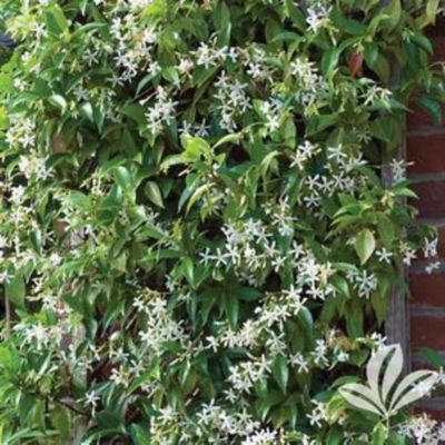 Jasmine 1G