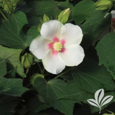 Garden Debut Hardy Hibiscus 3G