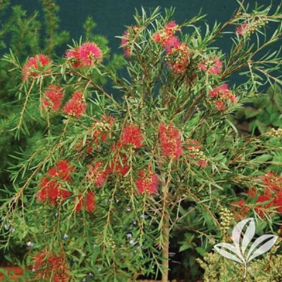 Bottlebrush Tree Form 3G
