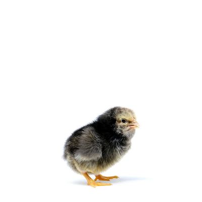 Image showing  Rustic Rock Baby Chicks