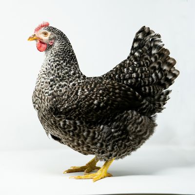 Hoover's Hatchery Rustic Rock Baby Chicks