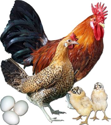 Hoover's Hatchery Sicilian Buttercup