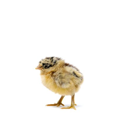 Image showing  Sicilian Buttercup Baby Chicks