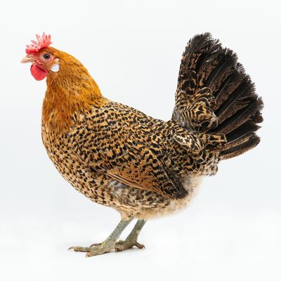 Hoover's Hatchery Sicilian Buttercup