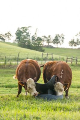 Image showing  3-Block Mineral Feeder