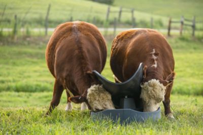 Image showing  3-Block Mineral Feeder