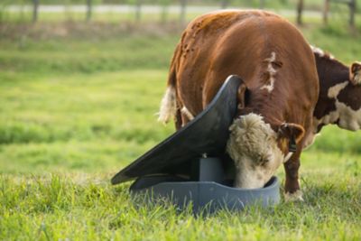 Image showing  3-Block Mineral Feeder