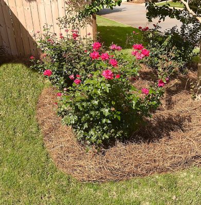 Image showing  Box of 300 sq. ft. Long Needle Pine Straw Mulch