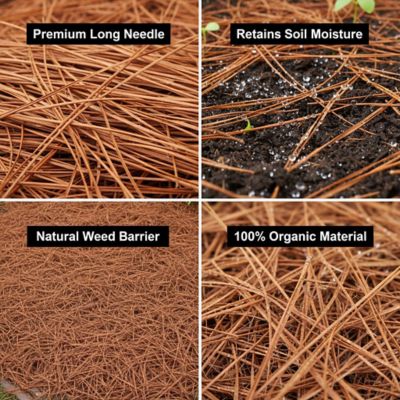 Image showing  Box of 160 sq. ft. Long Needle Pine Straw Mulch