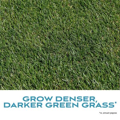 Image showing 6 th Pennington Fairway Supreme Perennial Rye Blend 5 lb.