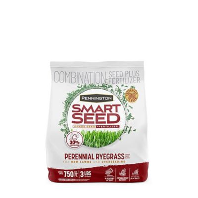 Pennington Smart Seed Perennial Rye BL PCF