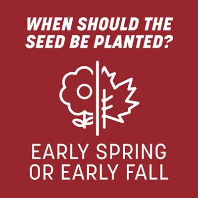 Image showing  Smart Seed Perennial Rye BL PCF