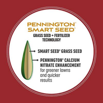 Image showing 6 th Pennington Smart Seed Perennial Rye BL PCF