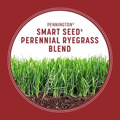 Image showing 7 th Pennington Smart Seed Perennial Rye BL PCF