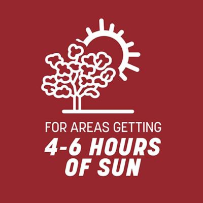 Image showing 9 th Pennington Smart Seed Perennial Rye BL PCF