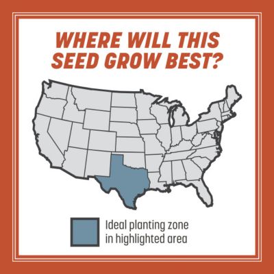 Image showing 5 th Pennington Smart Seed Texas Bermuda Mix with Fert 1.75 lb