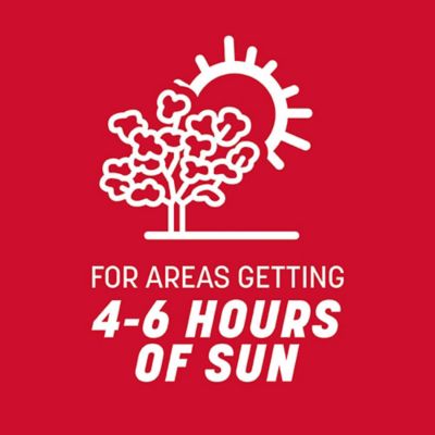 Image showing 5 th Pennington Rebels Tall Fescue Mix 40 lb., 2 pk.