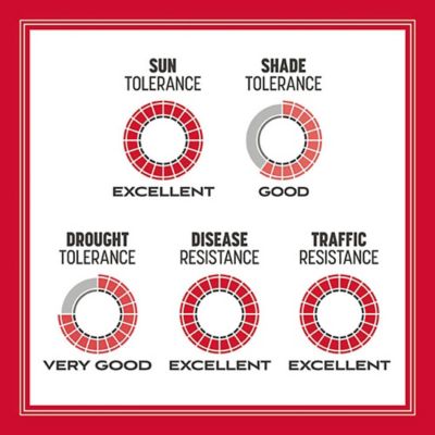 Image showing 7 th Pennington Rebels Tall Fescue Mix 40 lb., 2 pk.