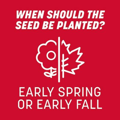 Image showing 9 th Pennington Rebels Tall Fescue Mix 40 lb., 2 pk.