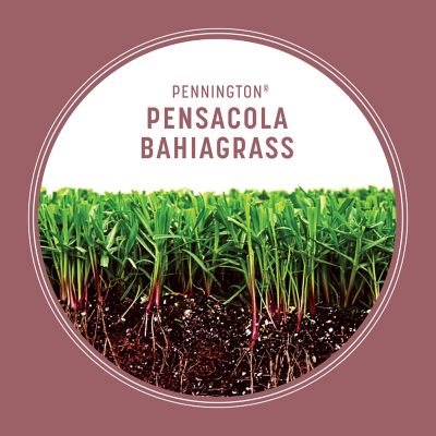 Image showing  Pensacola Bahiagrass 3 lb.