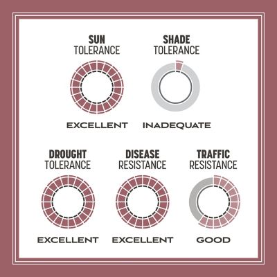 Image showing 6 th Pennington Pensacola Bahiagrass 3 lb.