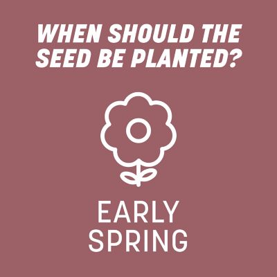 Image showing 8 th Pennington Pensacola Bahiagrass 3 lb.