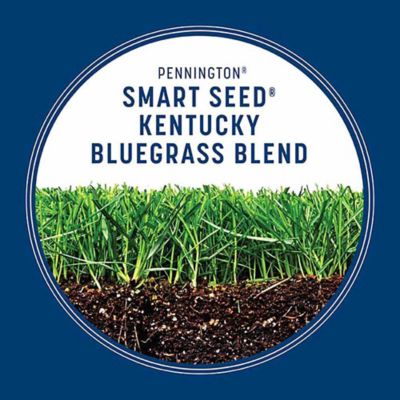 Image showing 6 th Pennington Smart Seed Kentucky Blue Blend W Fert 3 lb.