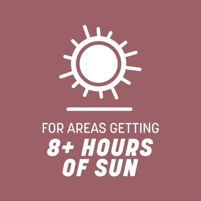 Image showing  Pensacola Bahiagrass 7 lb.